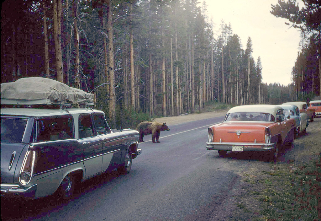 1 1 1958 YELLOWSTONE.jpg