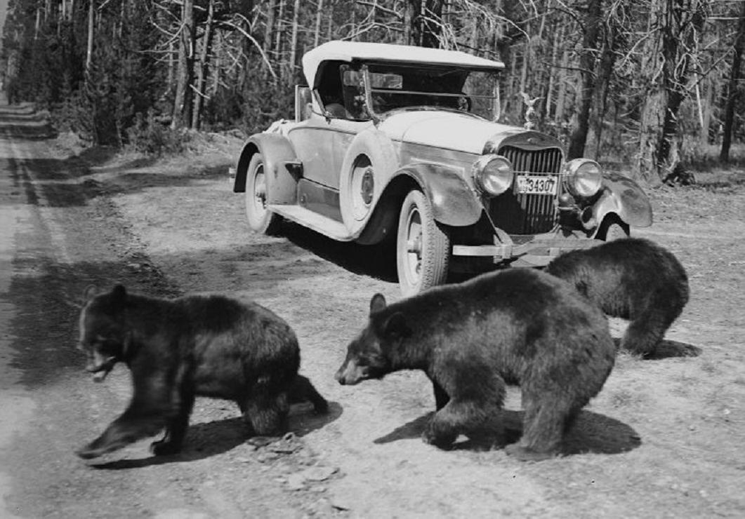 1930 bears crossing the road.jpg