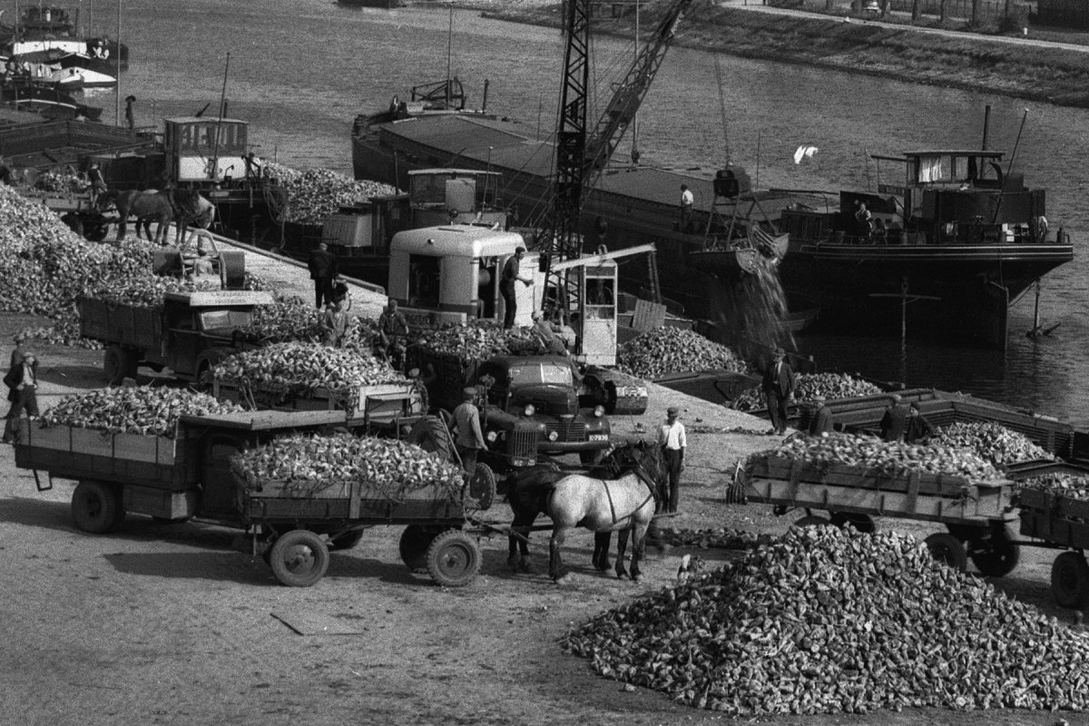 1949-Middelburg-Suikerbietenoogst-glasnegatief-07-bewerking.jpg