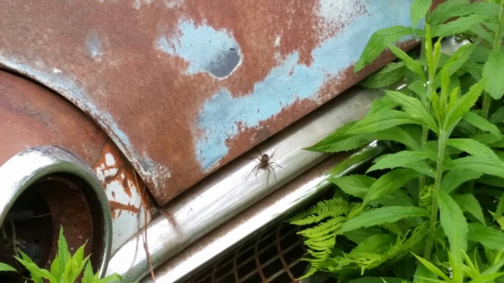 20170618_095219.jpg