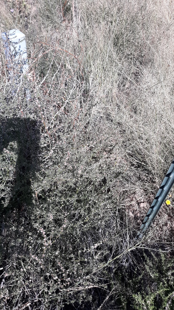 2019 10 25 Bee hive.jpg