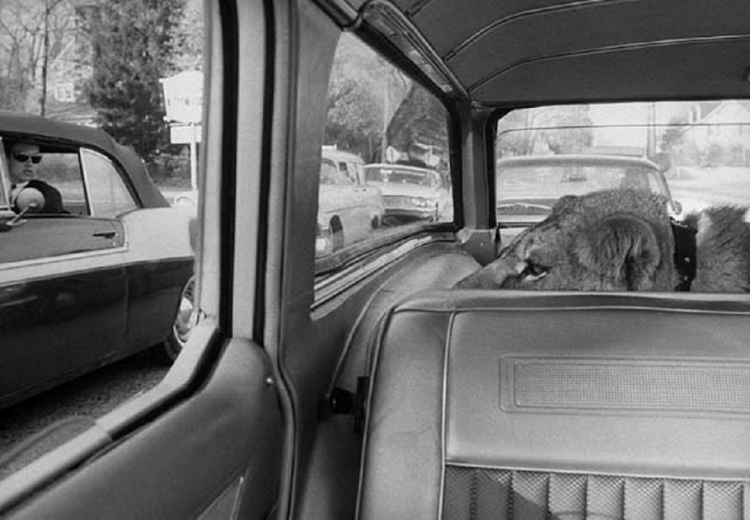 3 9 2 howard sautter with pet lion  1964.jpg