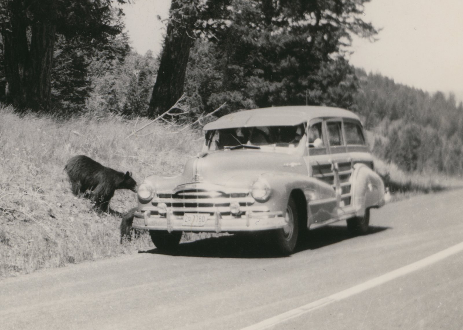 48 Pontiac woodie and bears.jpg