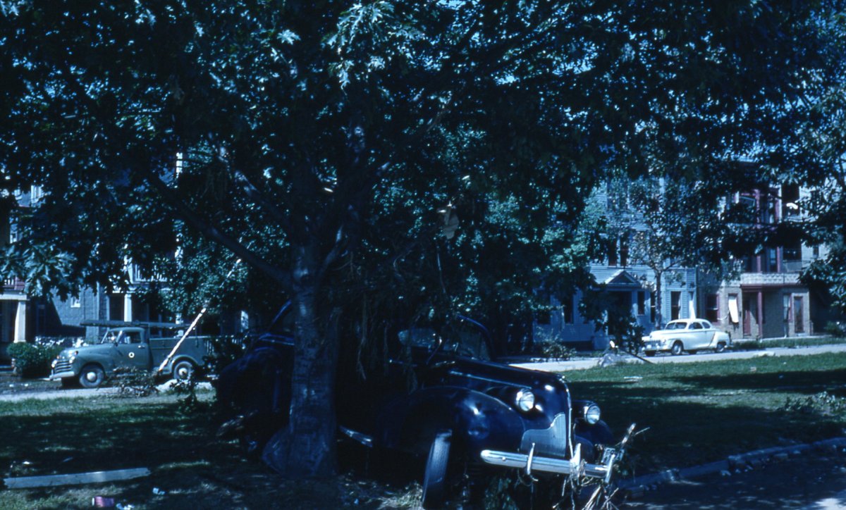 55flood car in tree.jpg