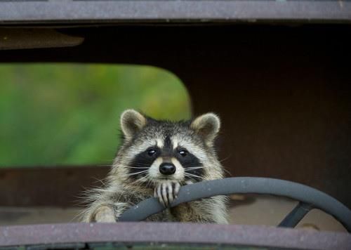 96a717088930bc4bf5f673ccd5f0321b--old-cars-raccoons.jpg