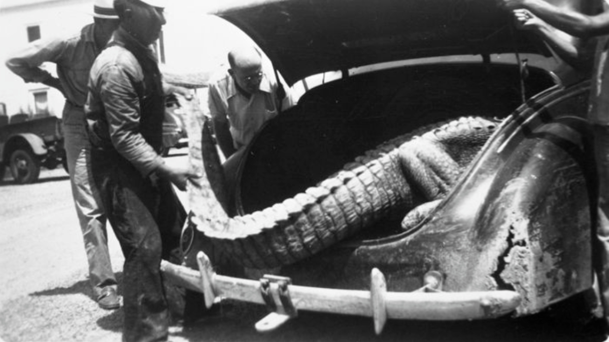 alligator-in-automobile-trunk-1.jpg