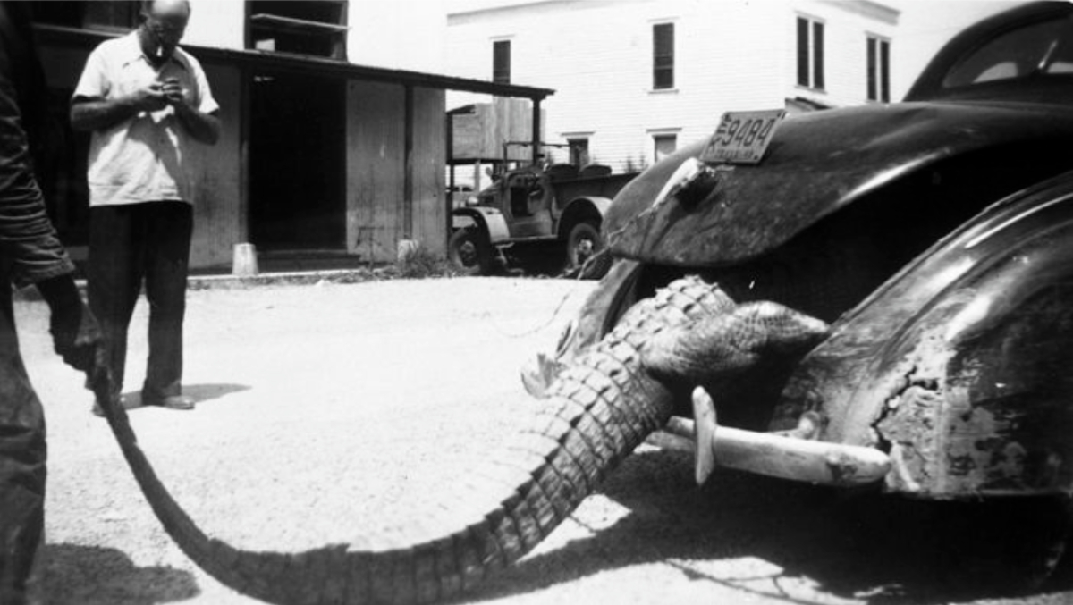 alligator-in-automobile-trunk-2.jpg