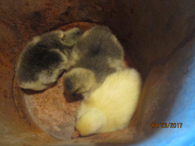 baby geese 002.JPG