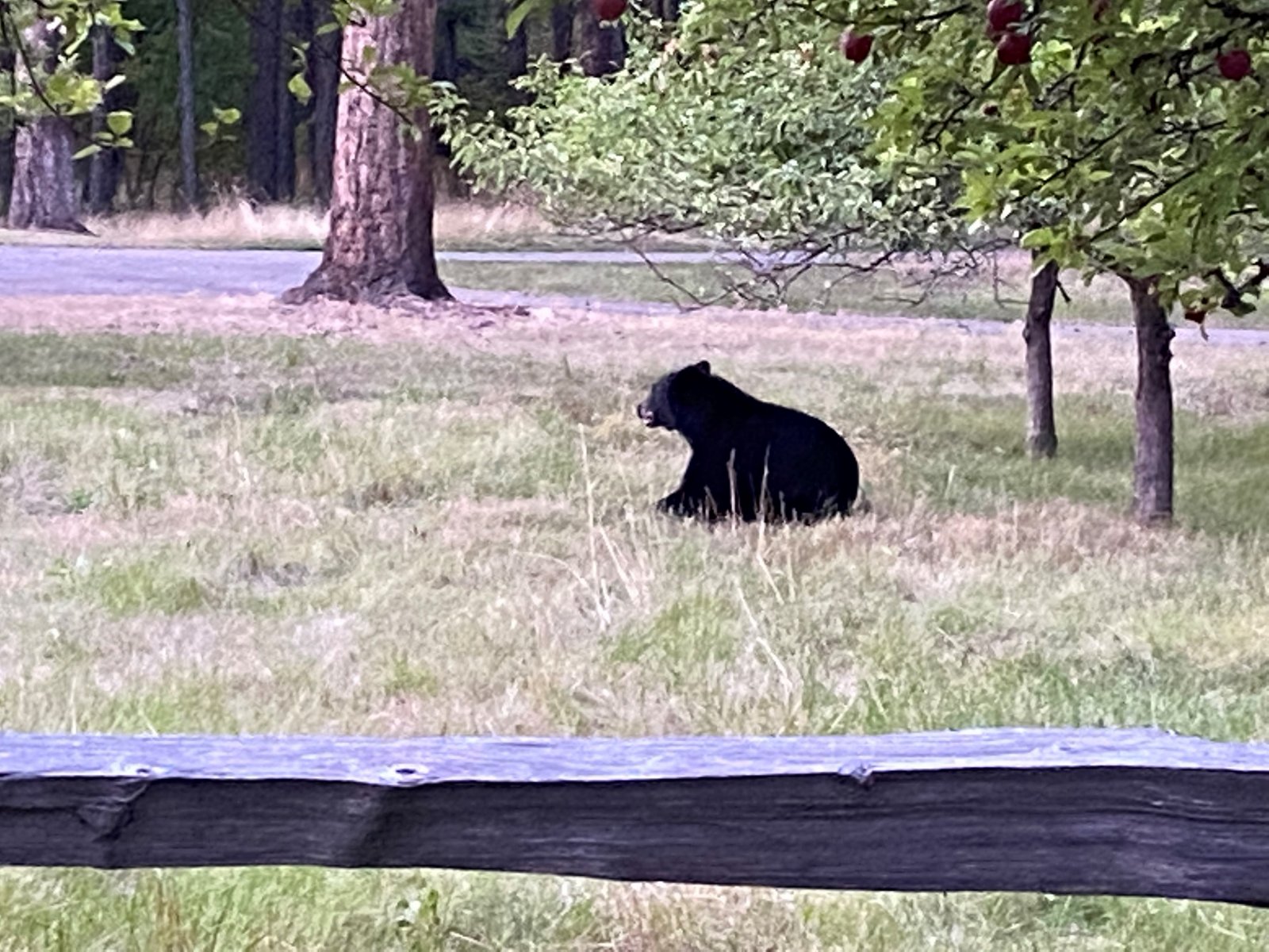 bear.jpg