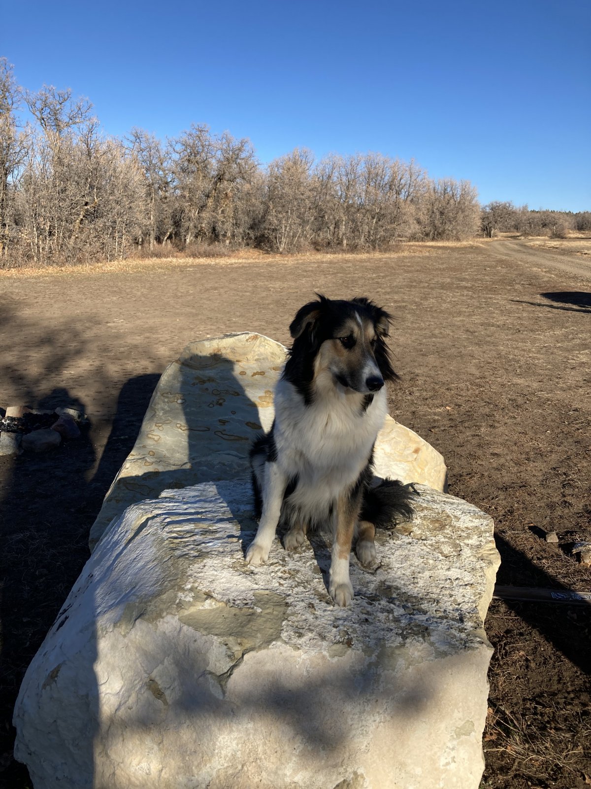 Bella on Rock.jpg