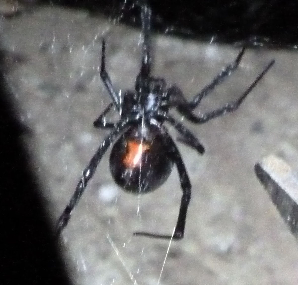 black-widow.jpg
