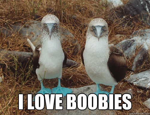 boobies.jpg