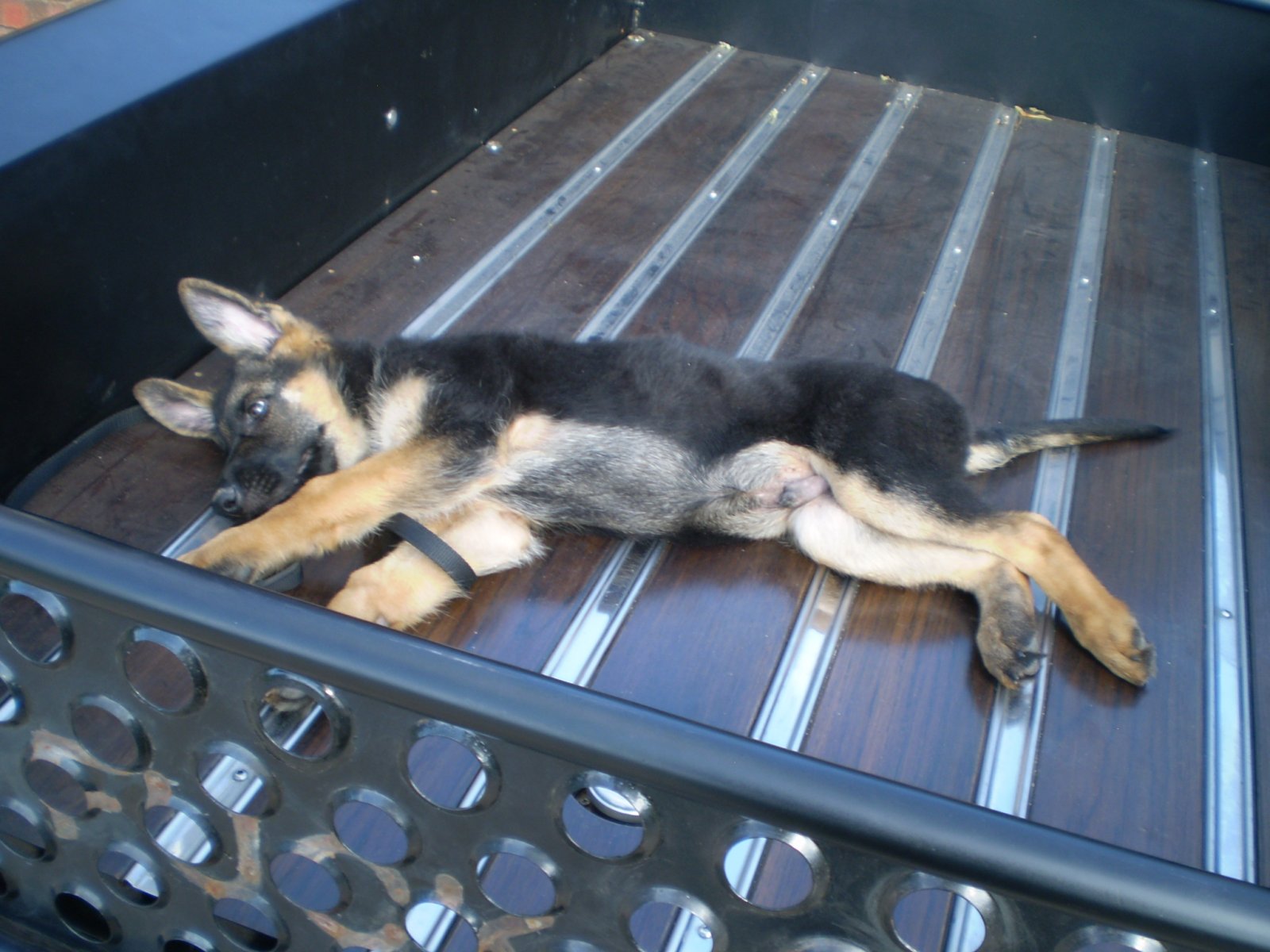 bouncer in the bed 003.JPG