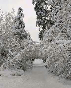 cabin driveway.jpg