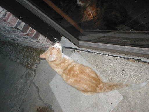 cat.jpg