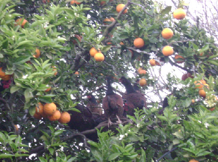 Chickens in Tree.PNG