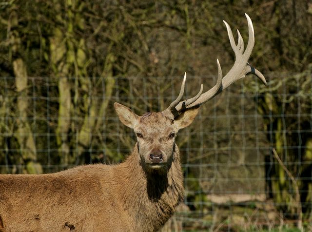 deer 1 antler.jpg