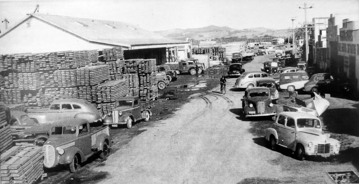 Dive Crescent, Tauranga. 1950ish.JPG