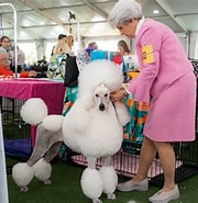 Dog Show.jpg