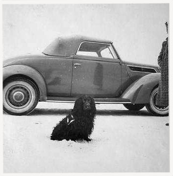 dog v8.jpg