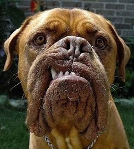 DogWithC.jpg