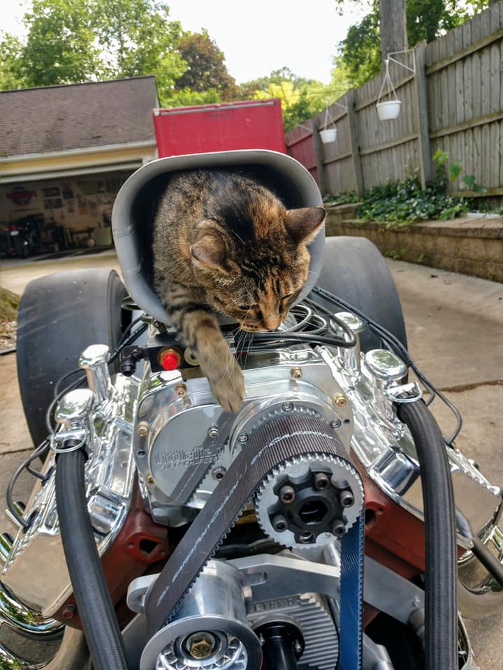 dragster cat in scoop.jpg