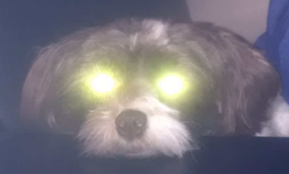 Evil Pippa.jpg