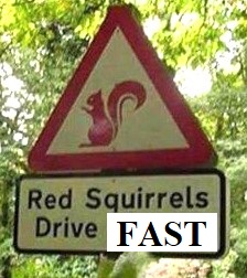 f02e3ed18671d07d980dd1482a3294dc--red-squirrel-warning-signs.jpg