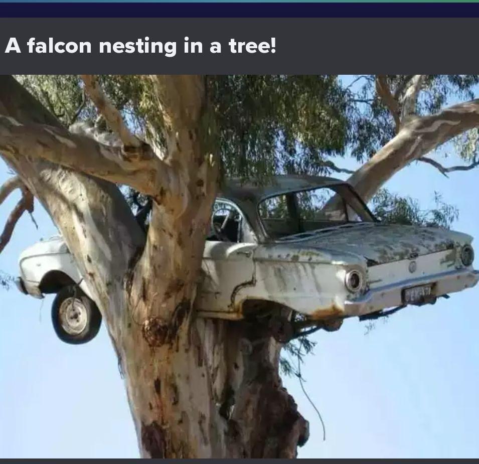 Falcon 1.jpeg