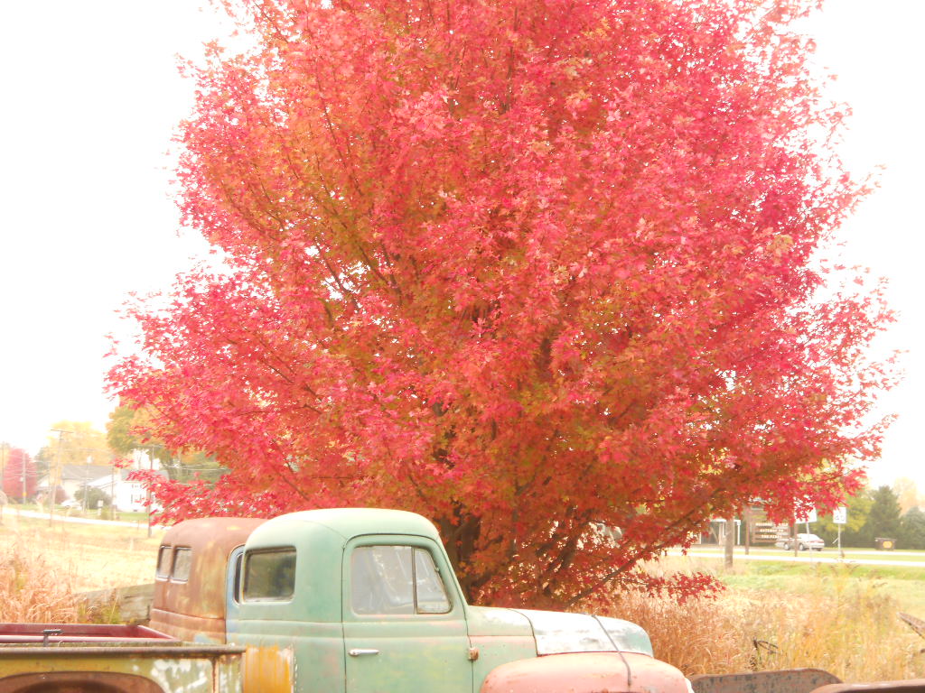 fall color 14 011.jpg