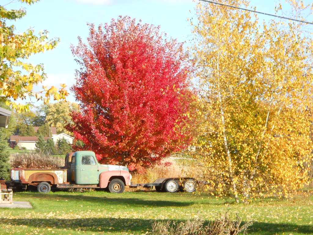 fall color 14 056.jpg