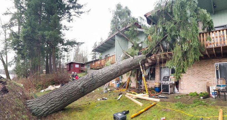 Fallen tree.jpg