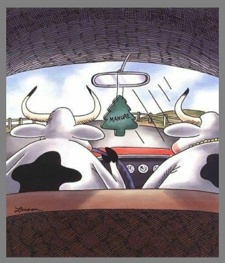 FAR SIDE_COW AIR FRESHENER.jpg