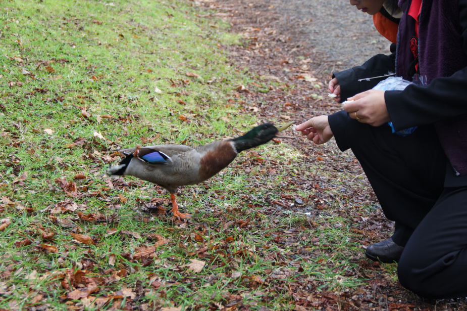 Feeding Wild Ducks.PNG