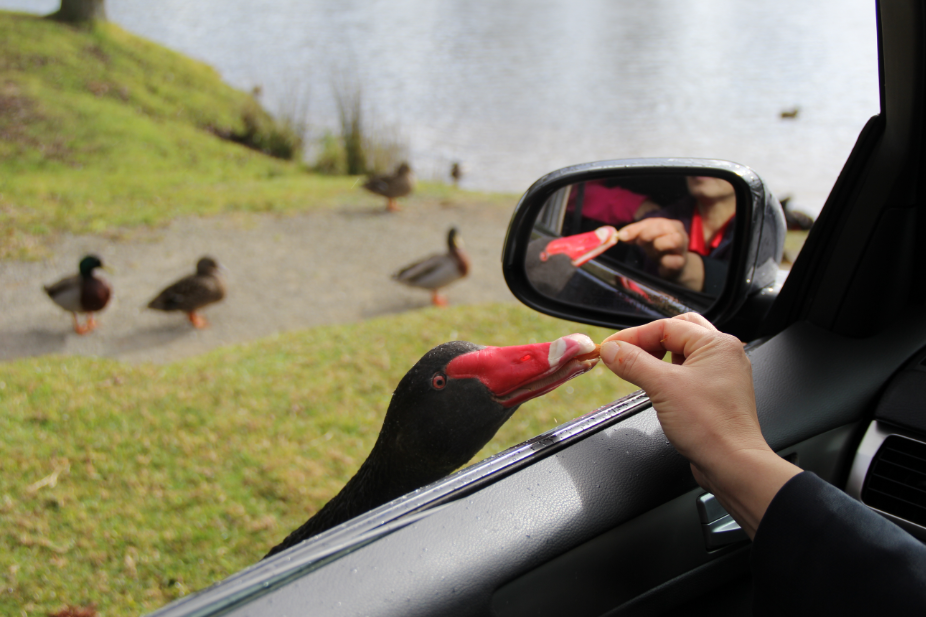 Feeding Wild Swans.PNG