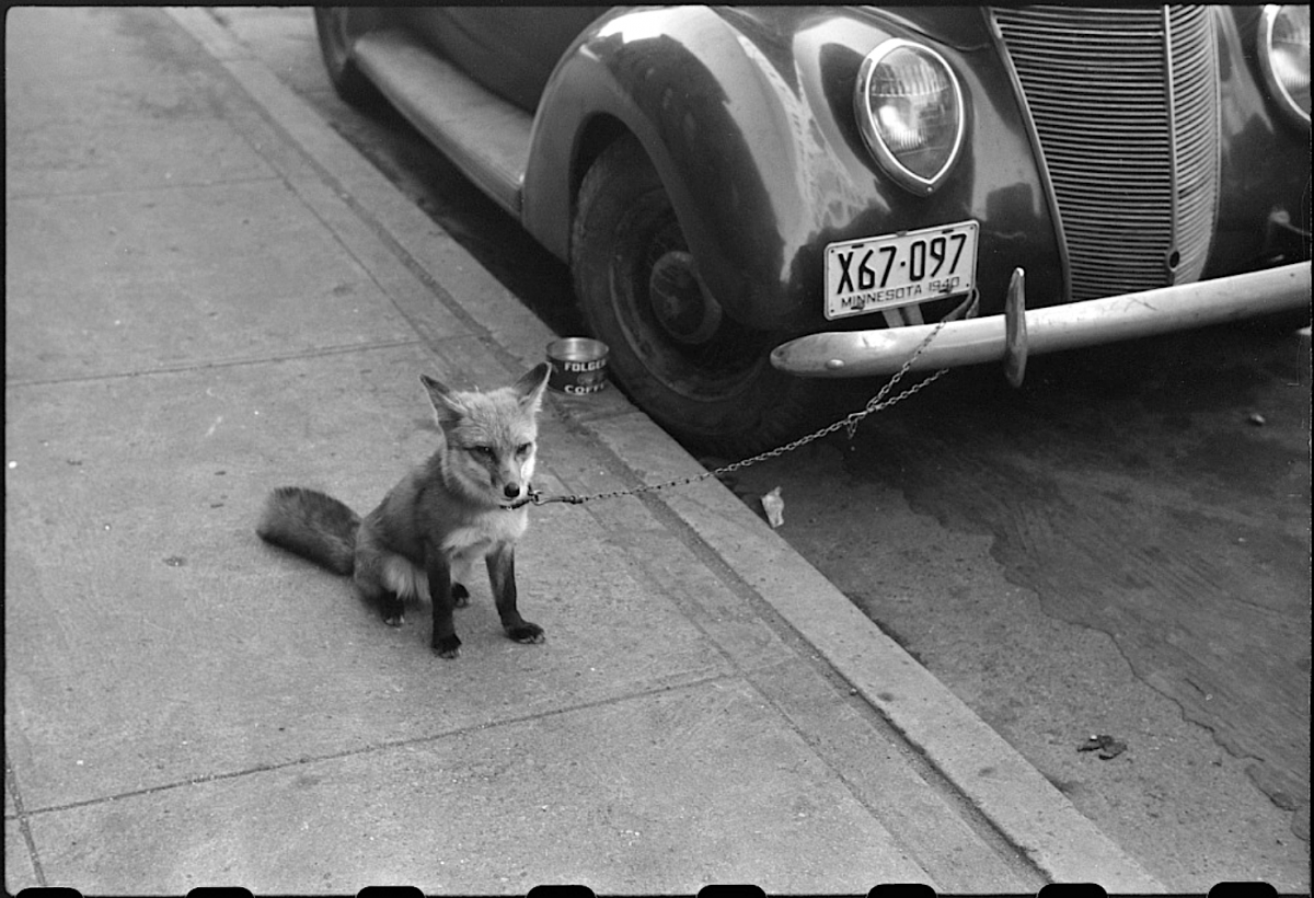 fox.png