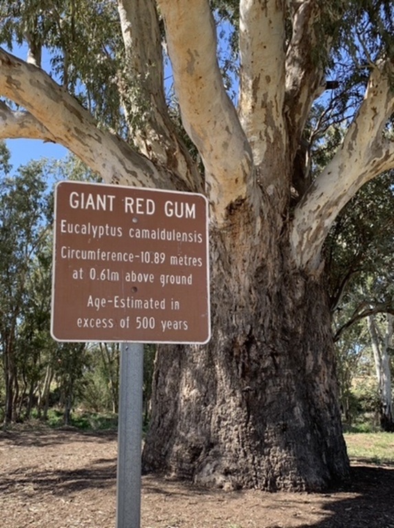 giant-gum-tree.jpeg
