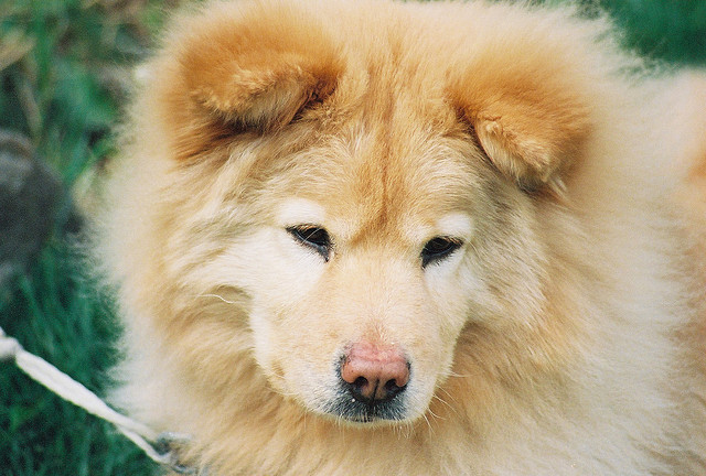 golden-retriever-chow-mix.jpg