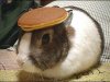 HAMB Mascot.jpg