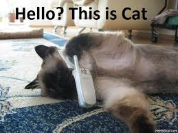 hello cat.png