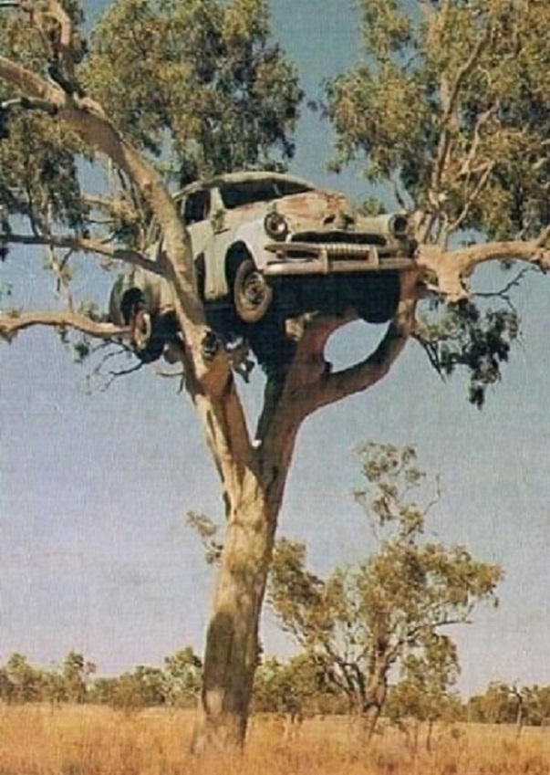 Holden tree.jpg