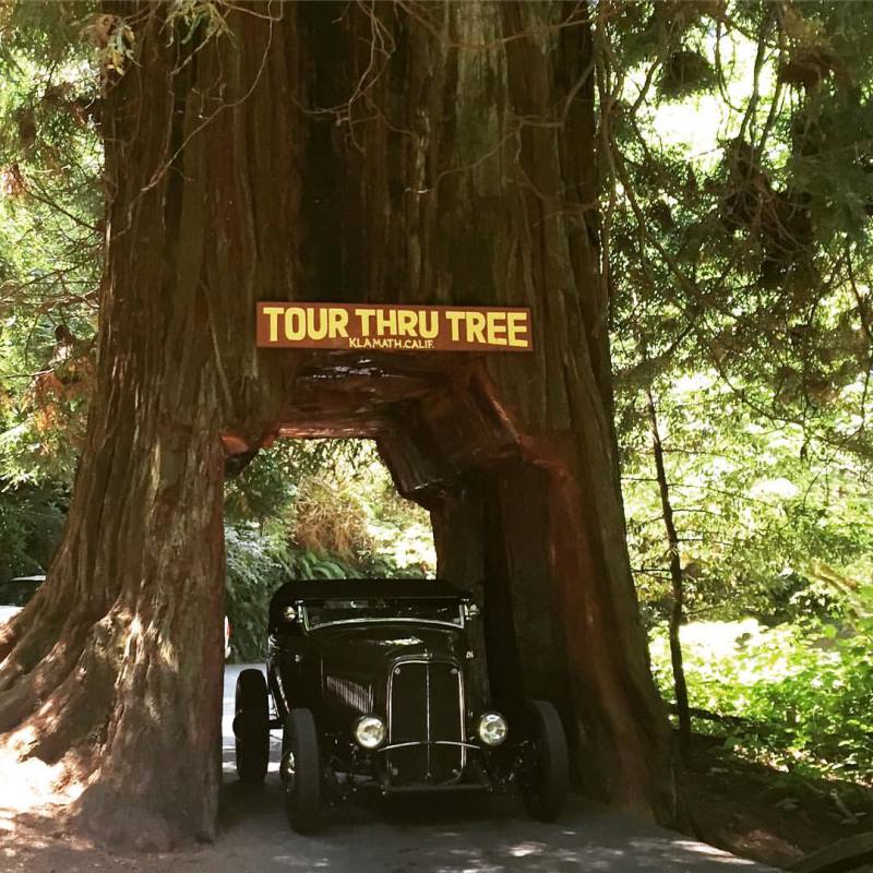 Hollenbeck Deuce @ Klamath Drive-Thru Tree.jpg