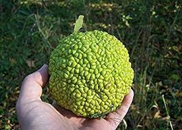 horse apple.png