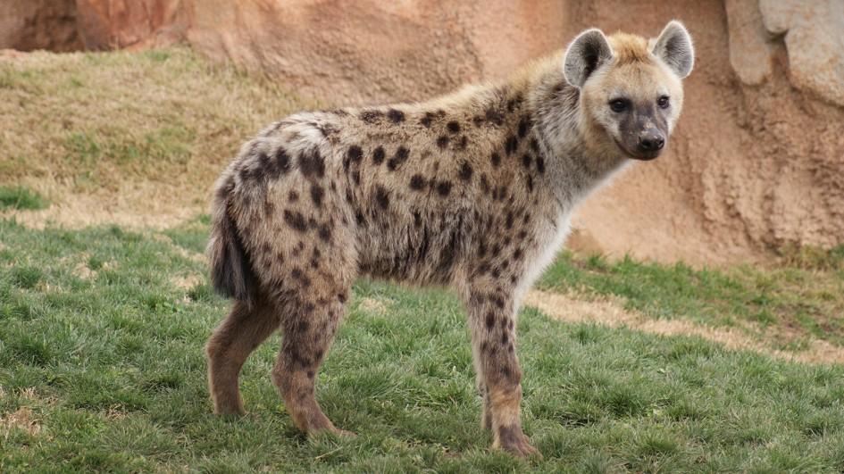 hyena.jpg