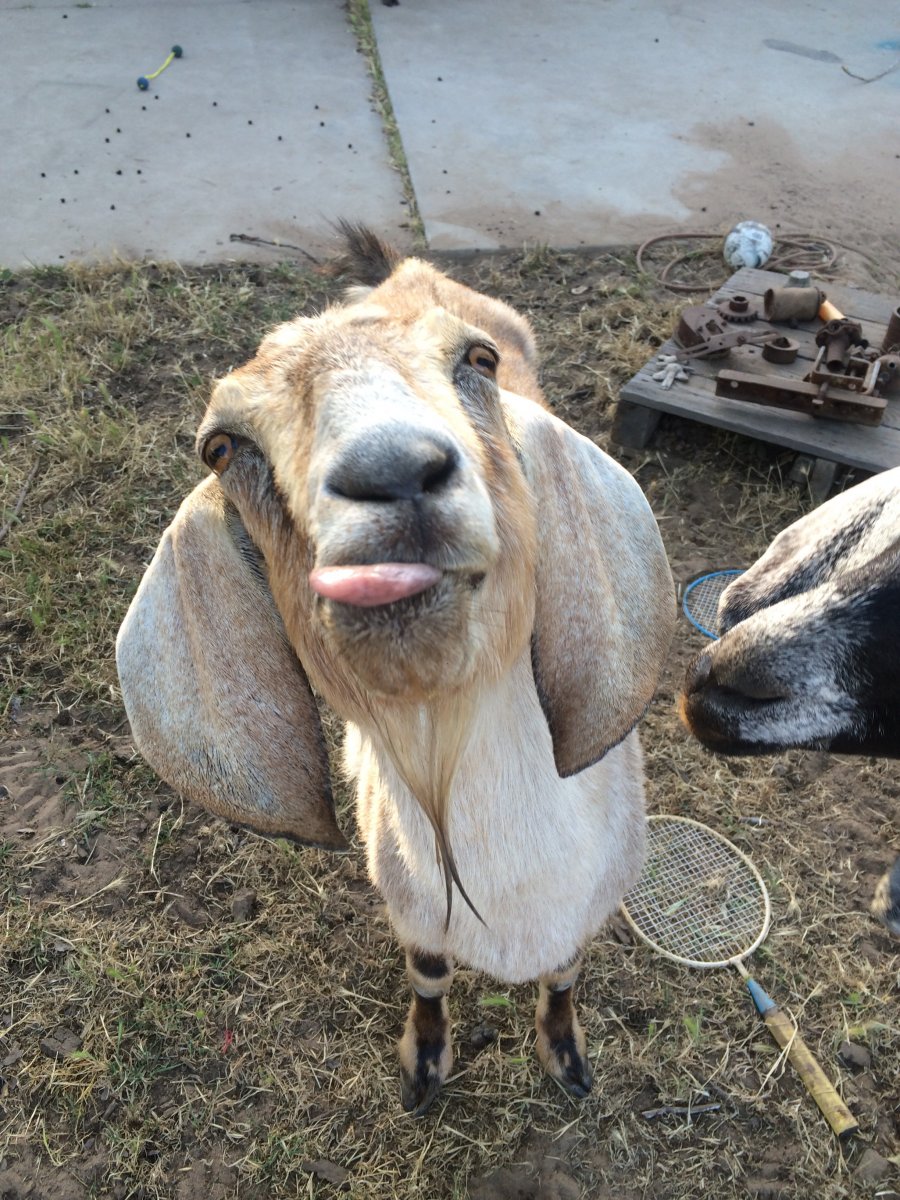image.jpg