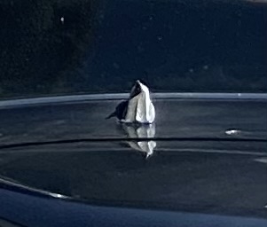 IMG_0825.jpeg