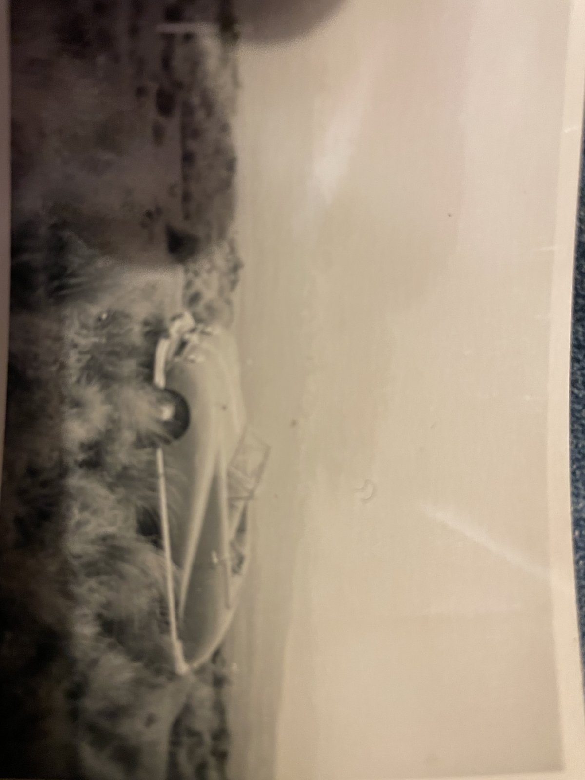 IMG_3967.jpeg