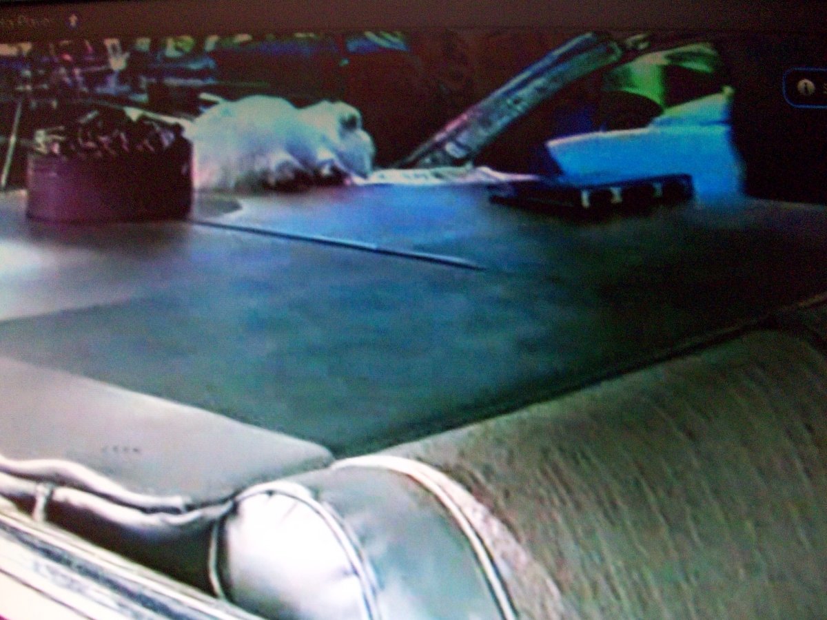 Jackie Semon 1959 Cadillac i 90LSS.JPG