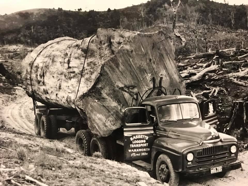 Kauri on an International c 1954.jpg