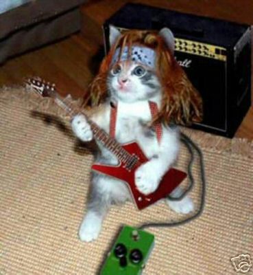 Kitten rocker.jpg